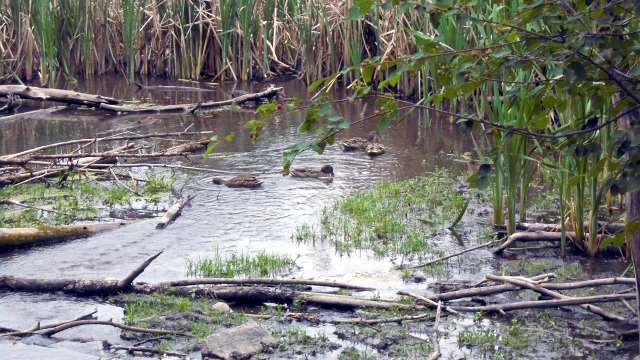 Ducks at Bancroft Ponds