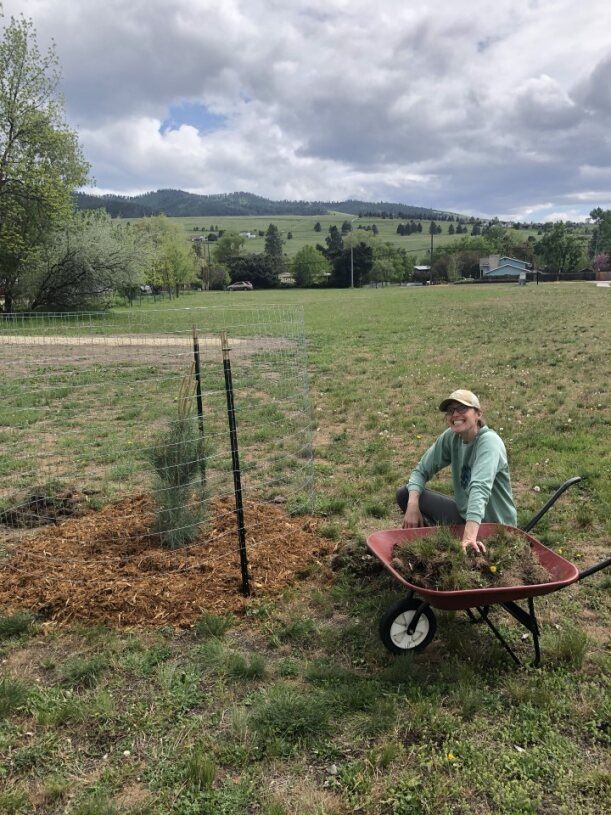 A woman planting a young tree in the park 