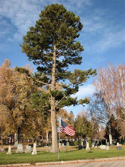 Giant old pine tree towering over American flag